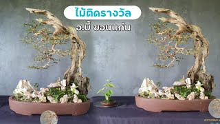 บอนไซติดซาก บอนไซเกาะหิน บอนไซสวนป่าที่ติดรางวัล งานขอนแก่น