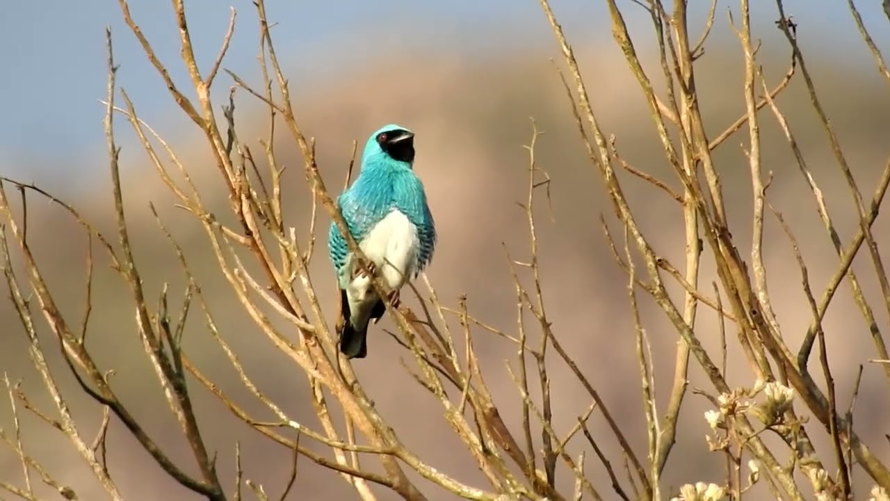 Swallow Tanager male in the wild - Brazil