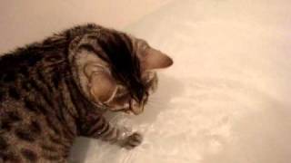 bengals bath time