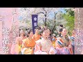 平野神社 桜花祭2024　 京都桜の名所で春爛漫の時代行列 ( 解説付き）