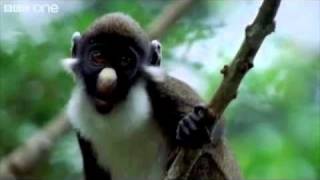 Sid The Monkey And His Conscience