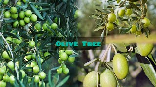 Zaitoon - Olive Tree - Olea europaea