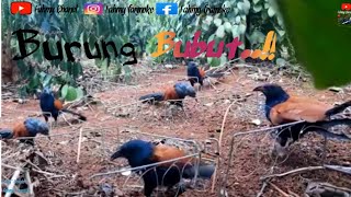 Jebakan burung bubut dengan racik sama umpan katak