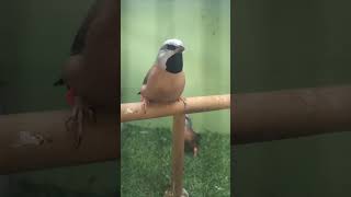 Cheap and Healthy Birds Available | Birds Market Vlog Pakistan"Rs.1500 #birdspotting #birdswatching