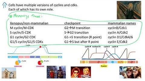 Cell cycle—cyclin cdk complexes