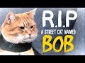R.I.P: A Street Cat Named 'Bob' - TRIBUTE 'Satellite Moments'