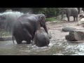 Elephants taking a bath1