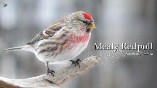 Mealy Common Redpoll Singing - Lesser Redpoll (Common Redpoll)🌲