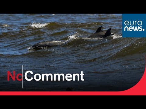 Watch: Hundreds of dolphins 'stampede' off coast of California