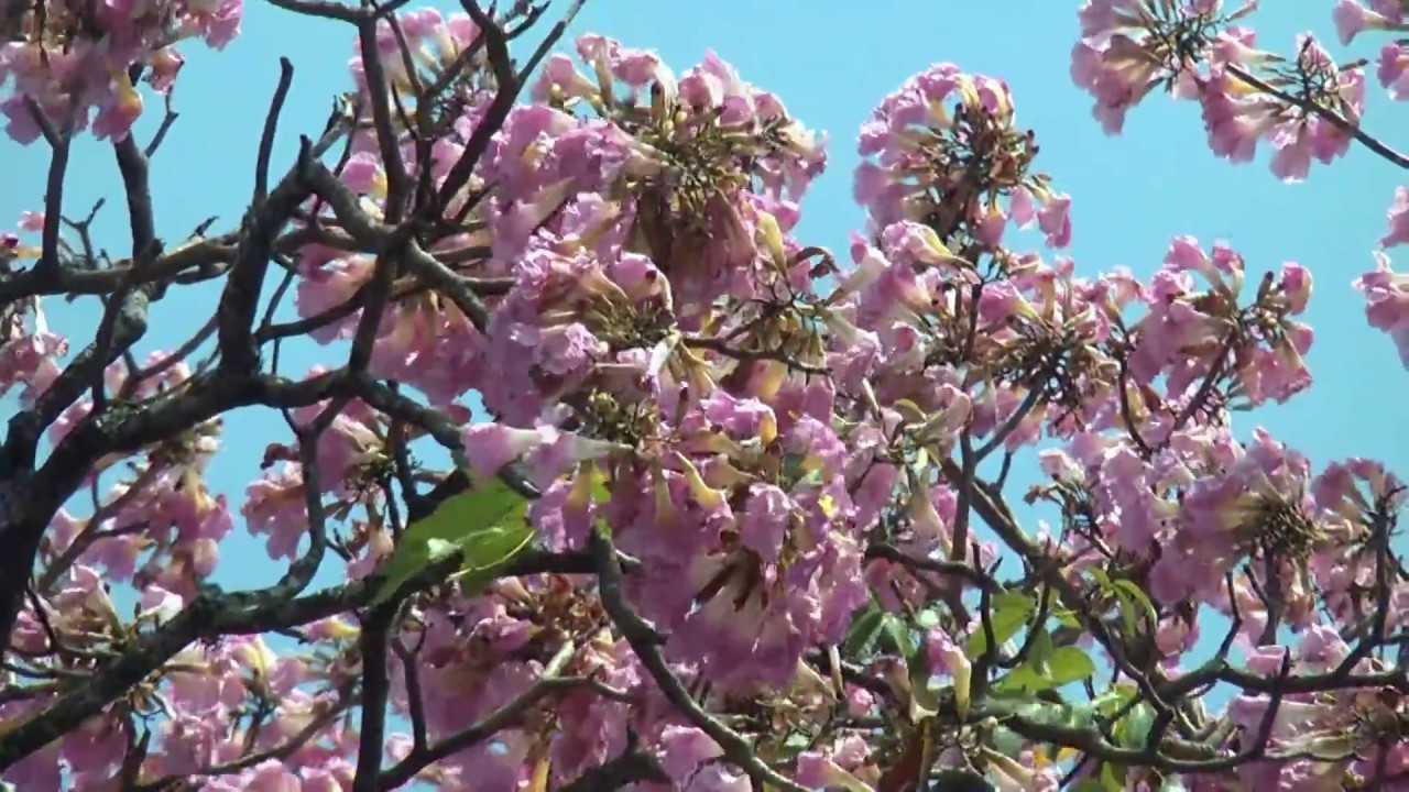 Florada do Ipê rosa encerra o período de floração dessas árvores que dão um  espetáculo de beleza - thptnganamst.edu.vn