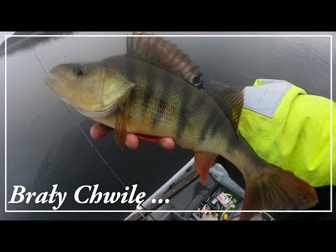 I Can Catch PERCH Like These! They Had Their Moment ... / Autumn perch 2023