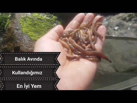 BALIK AVINDA EN İYİ YEM NASIL ÇIKARTILIR ???  BU YEMLE HER BALIĞI ALACAKSINIZ !!! fish feed