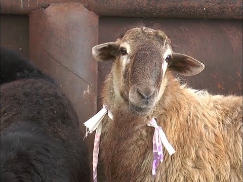 Жертвенное животное должно быть здоровым