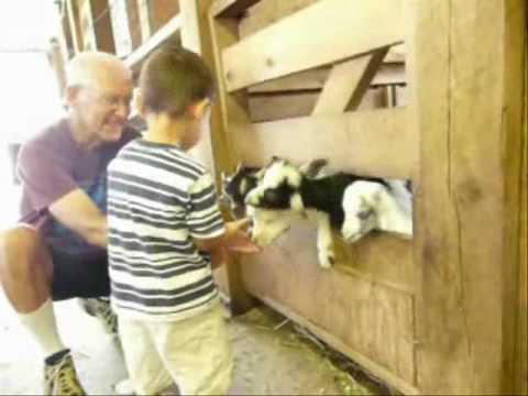 Baby animals 6 26 10.wmv - YouTube
