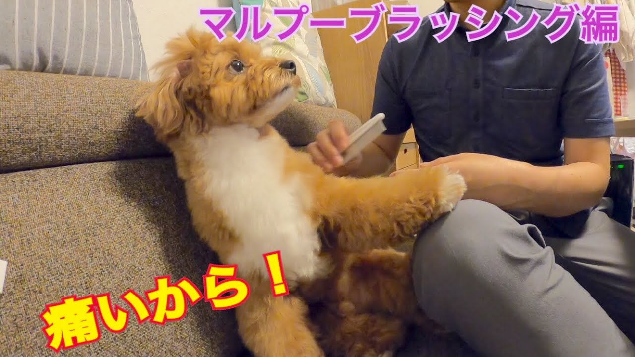 ミックス犬 マルプー トイプードル マルチーズ のブラッシング奮闘編 Youtube