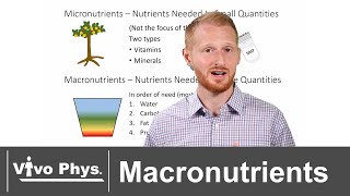 The Four Macronutrients