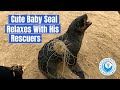 Baby Seal Relaxes with Rescuers