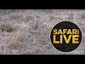 safariLIVE- Sunrise Safari - September 4, 2018