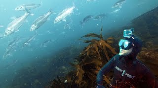 UK Spearfishing: Epic Adventure Searching for Seabass! Catch and Cook