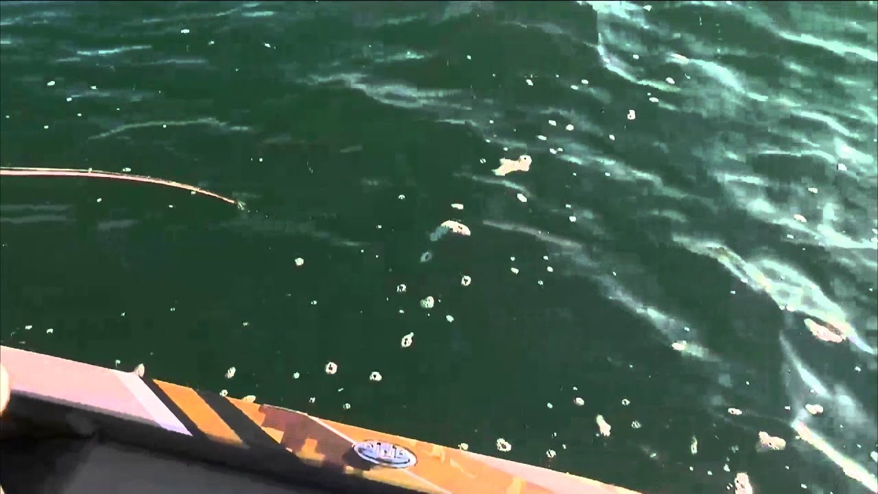 John Murray kicks Day 3 off with a 3 BASS Live www.bassmaster.com - YouTube