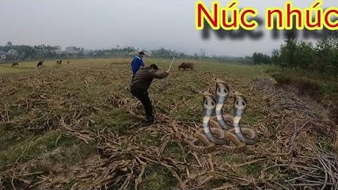 Cuộc Gọi Khẩn Cấp Của Ông Chăn Bò Phát Hiện Rắn Khủng Phần Cuối | Đại Vùng Cai