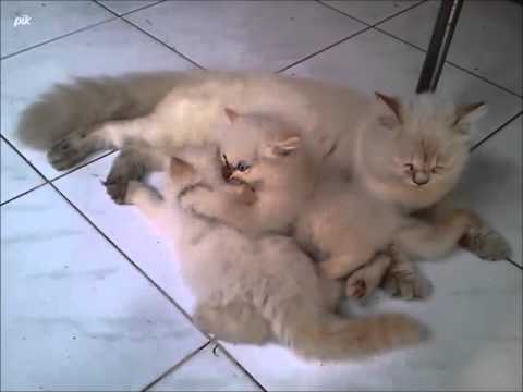 Anak Kucing Persia Himalaya Umur 2 Bulan - KUWCING