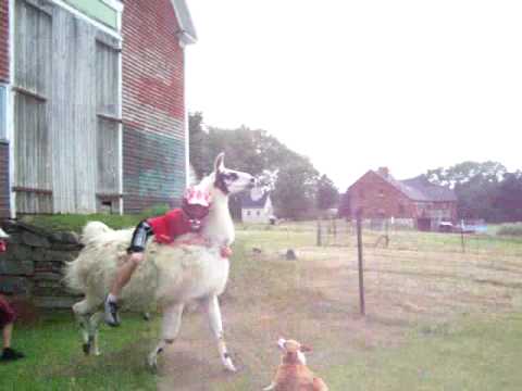 Llama riding