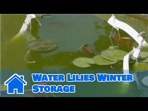 Βίντεο: Winter Care for Water Lilies - How To Over Winter Water Lilies