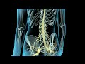 Epidural & Spinal Anesthesia