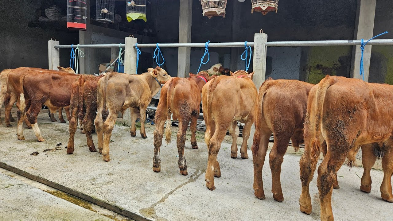 Ready 9 ekor pedet super sudah vaksin 15 Januari 2026 gratis ongkir 