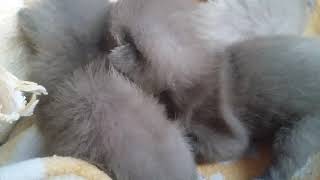 Котята породы БУРМА//Питомник бурм Arctic Silk Котята породы БУРМА//Питомник бурм Arctic Silk