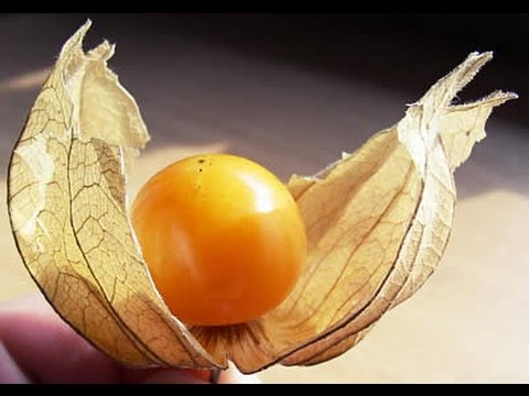 Vídeo: Cultivo De Morango E Physalis Peruana