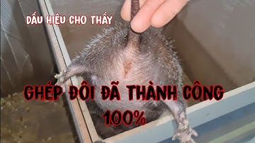 Dúi Rừng Nuôi Sinh Sản | Cách Nhận Biết Dúi Ghép Đôi Thành Công | Nguyễn Nguyên TM