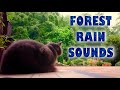 Thunderstorm &amp; Rain Sounds in the Woods for Deep Relax/Sleep/Coding (with my Cat) 1 Hour