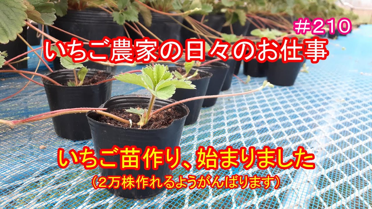 いちご苗作り 始まりました 2万株作れるようにがんばります いちご農家の日々のお仕事 210 Youtube いちご苗作り 始まりました 2万株作れるようにがんばります いちご農家の日々のお仕事 210 Youtube