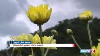 Yellow ' Sevanthi ' flower cultivation increased after monsoon rain | News7 Tamil