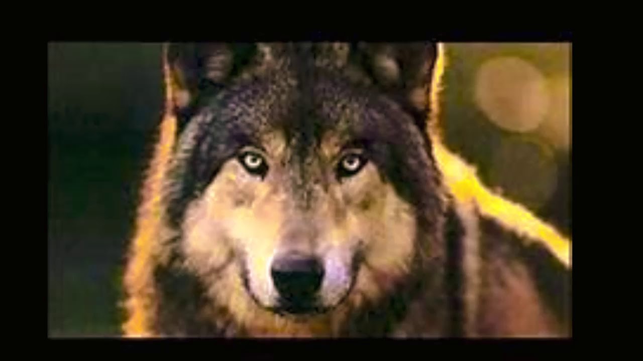 Werewolf Spell YouTube