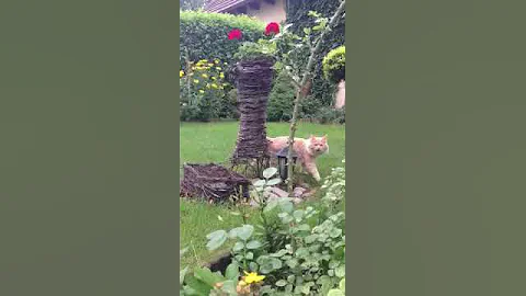 Video 1868421: siberian male cat