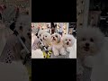Dogs i met today. They're all adorable. They look like paintings. Meet the prettiest of them all.