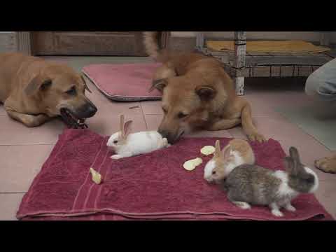 ウサギの動画 うさぎ ウサギと遊ぶ犬 犬と一緒に面白いウサギ Rabbit Videos Playing With Dogs うさぎ Rabbit Videos Youtube