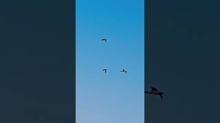 Прилетели утки в сибирь #весенняяохота #hunting #duck