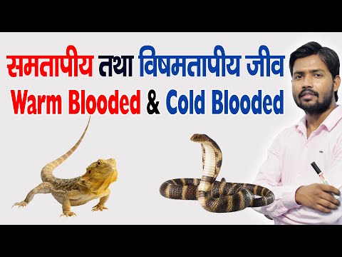 वीडियो: क्या गर्म रक्त वाले अकशेरूकीय हैं?