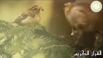 سورة الفتح { الشيخ : ياسر الدوسري } محمد رسول الله صلى الله عليه وسلم