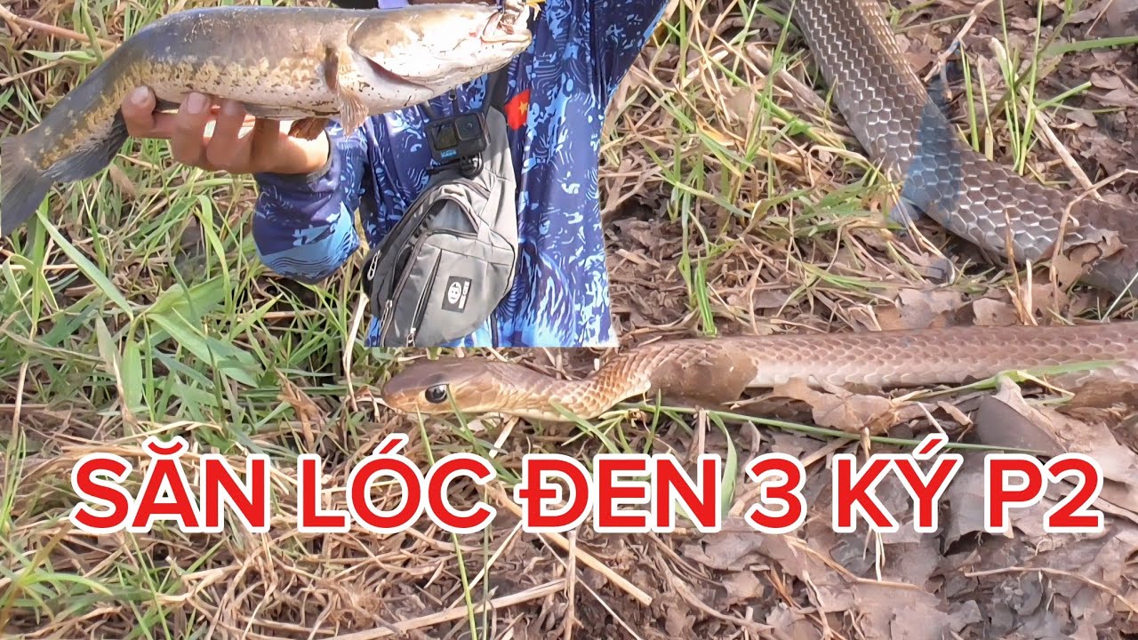 Hành trình câu cá lóc tự nhiên 3 ký 2026 p2 huynhvananfishing