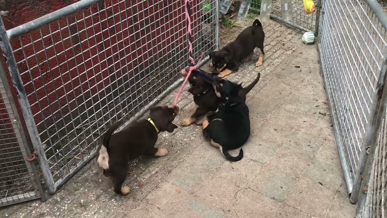 Pups trekspel 5,5 weken oud - 23/07/2021