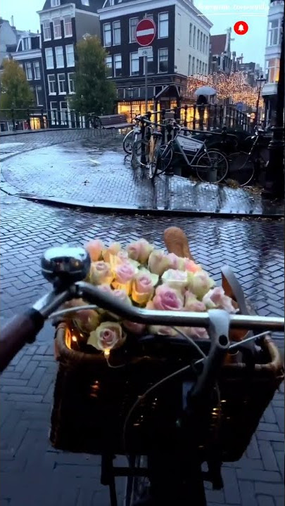Amsterdam Streets | Netherlands | Holland #4k #travel #netherland #dutch #europe #youtubeshorts #