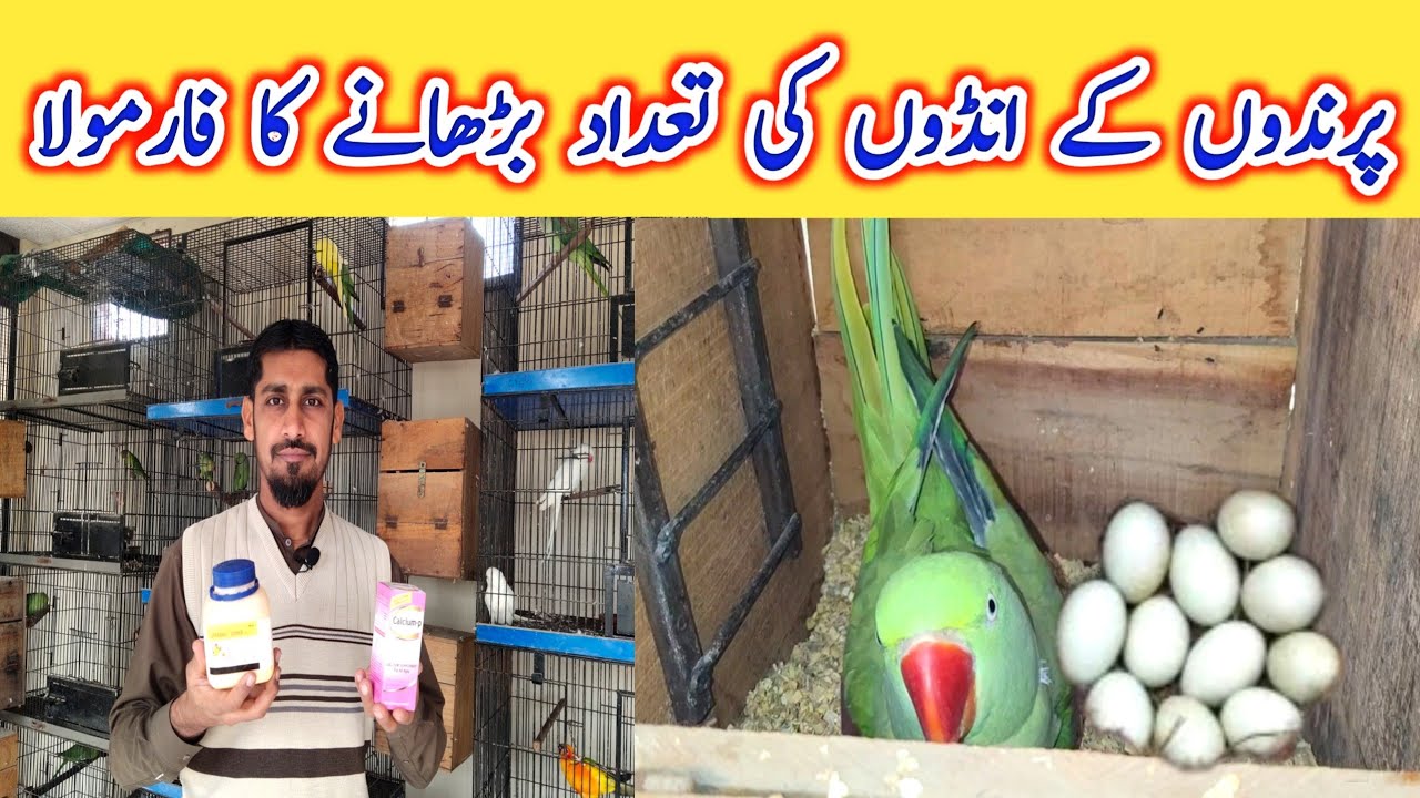 How to Increase Parrots Eggs Quantity MBS Vlogers. YouTube