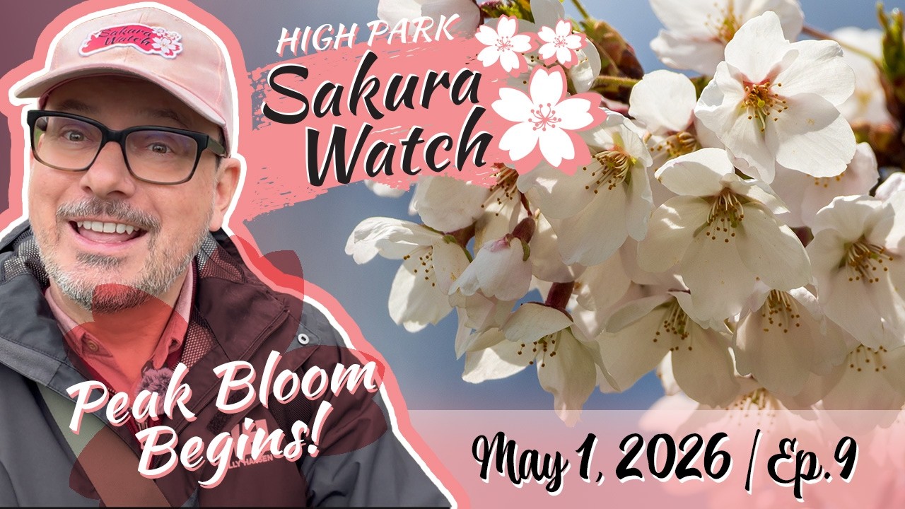 Sakura Watch - May 1, 2026 - Ep 9 - Peak Bloom begins in High Park