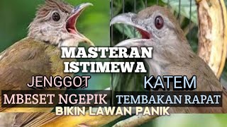 MASTERAN CUCAK JENGGOT MBESET NGEPIK  dan KAPAS TEMBAK GACOR NEMBAK TAJAM