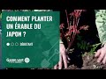 Ref:69udTyLGPVE [tuto] comment planter l �rable du japon     jardinerie gamm vert